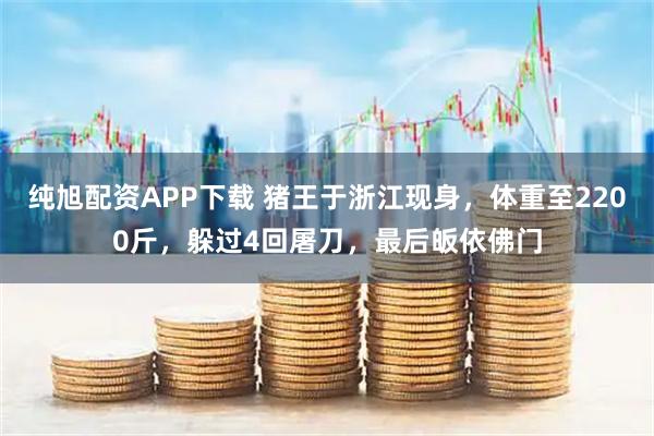 纯旭配资APP下载 猪王于浙江现身，体重至2200斤，躲过4回屠刀，最后皈依佛门
